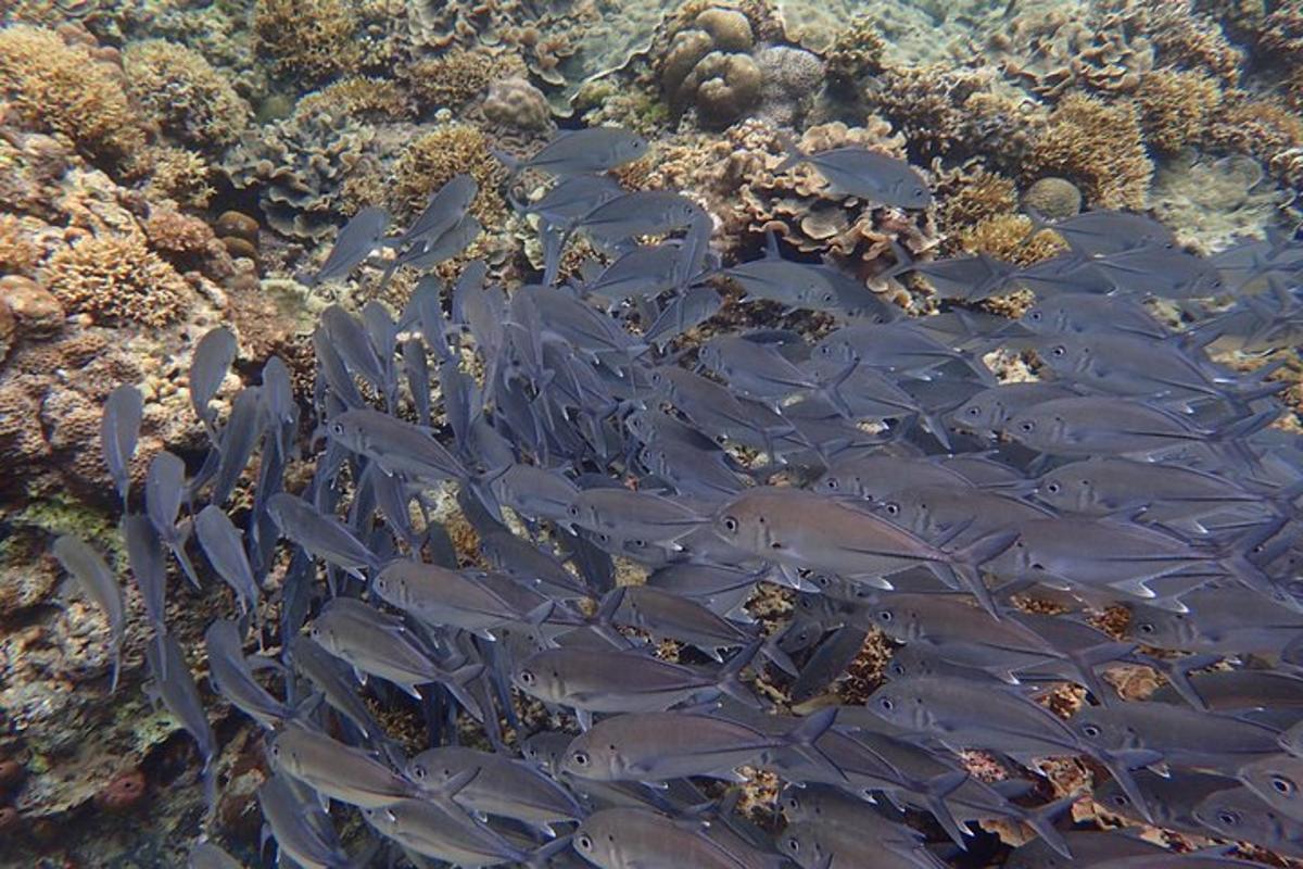 isang grupo ng mga isda na lumalangoy sa isang coral reef