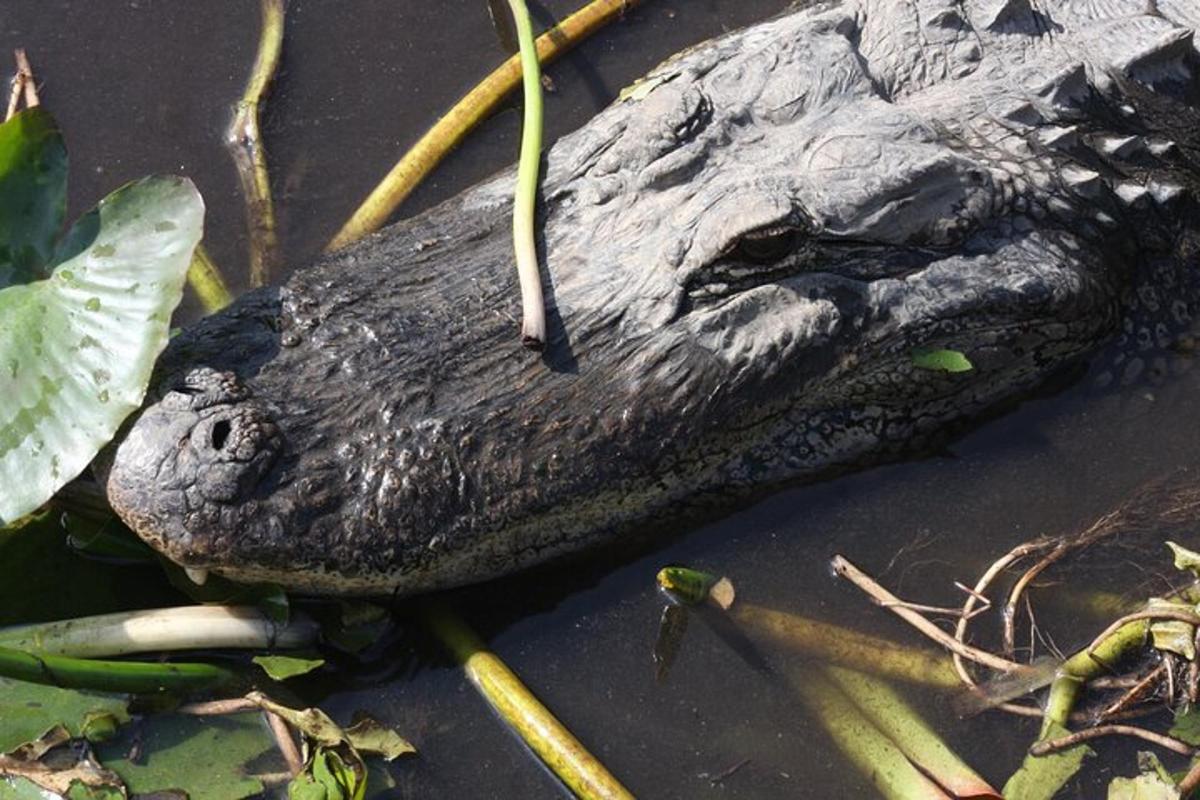 detailní záběr na krokodýlí hlavu ve vodě