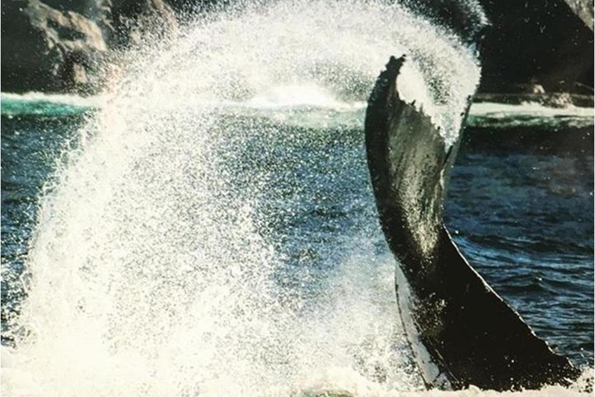 isang dolphin ang tumatalon sa tubig