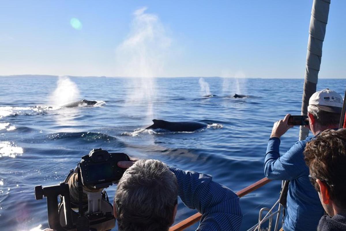 un groupe de personnes sur un bateau prenant des photos de dauphins