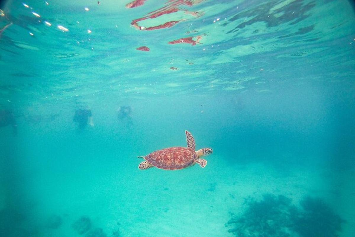 一只绿海龟在水中游泳
