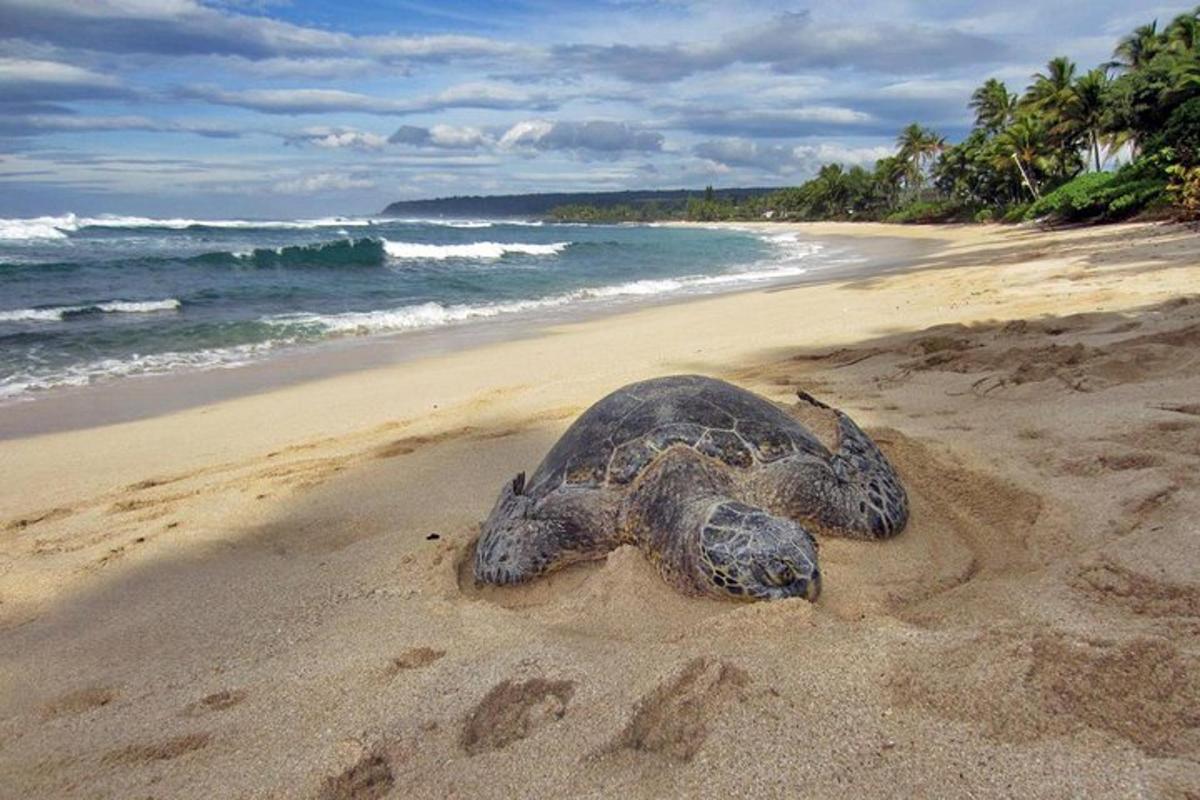 seekor penyu sedang bertelur di dalam pasir di pantai