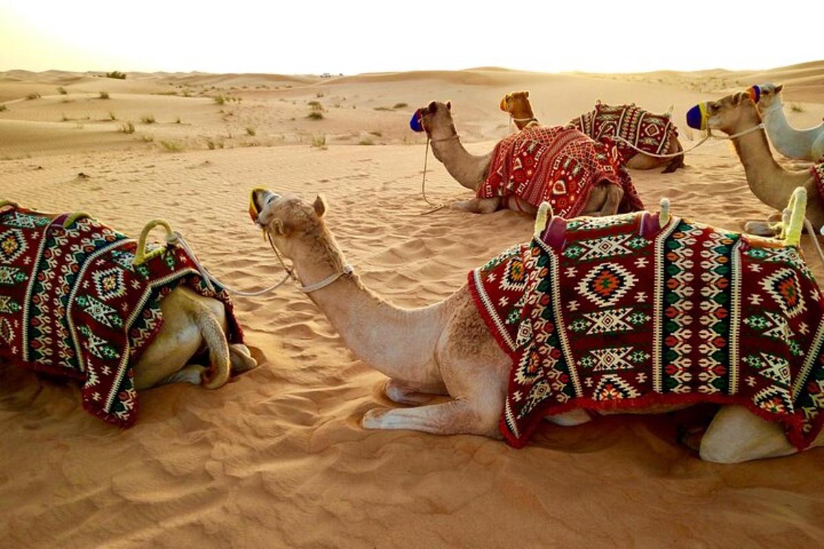 um grupo de camelos deitados no deserto