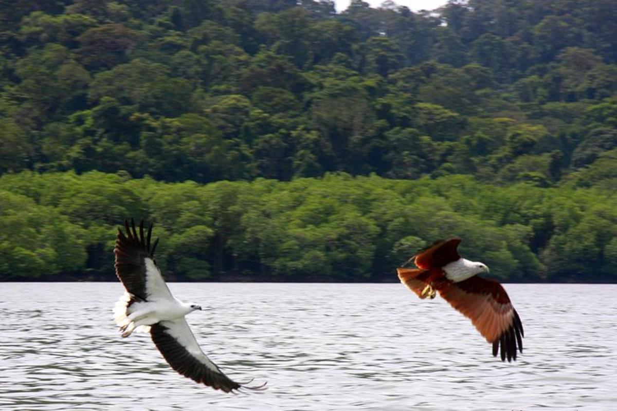 two birds flying over a body of water