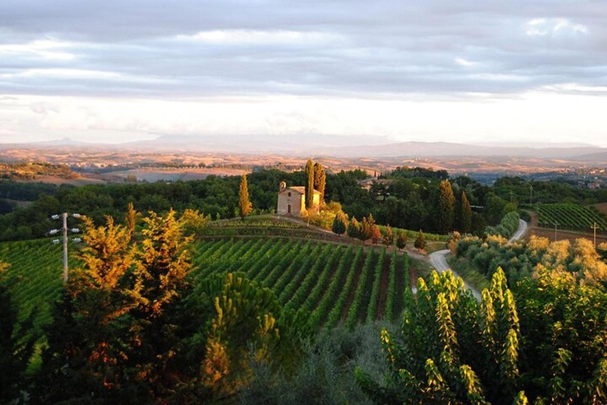 an estate on a hill with a vineyard