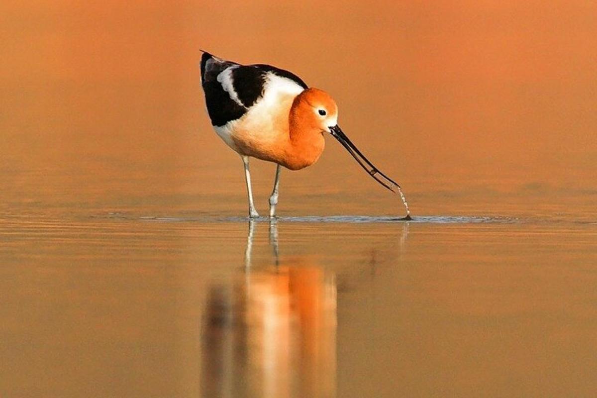 a bird with a long beak standing in the water