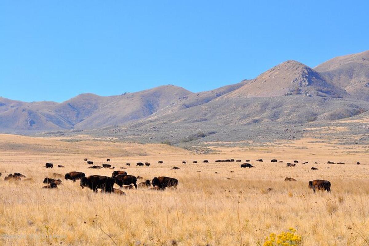 a herd of buffalo grazing in a field with mountains in the background