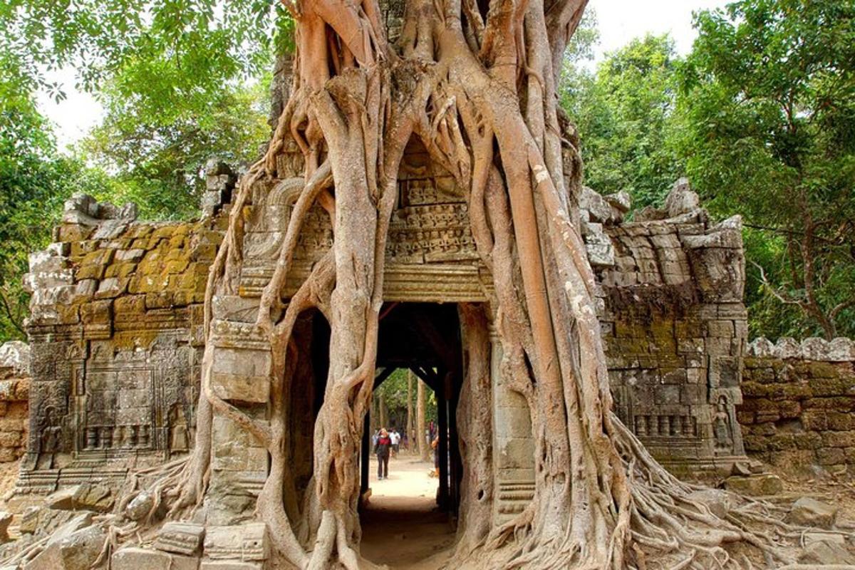 un edificio con un albero che cresce sopra di esso