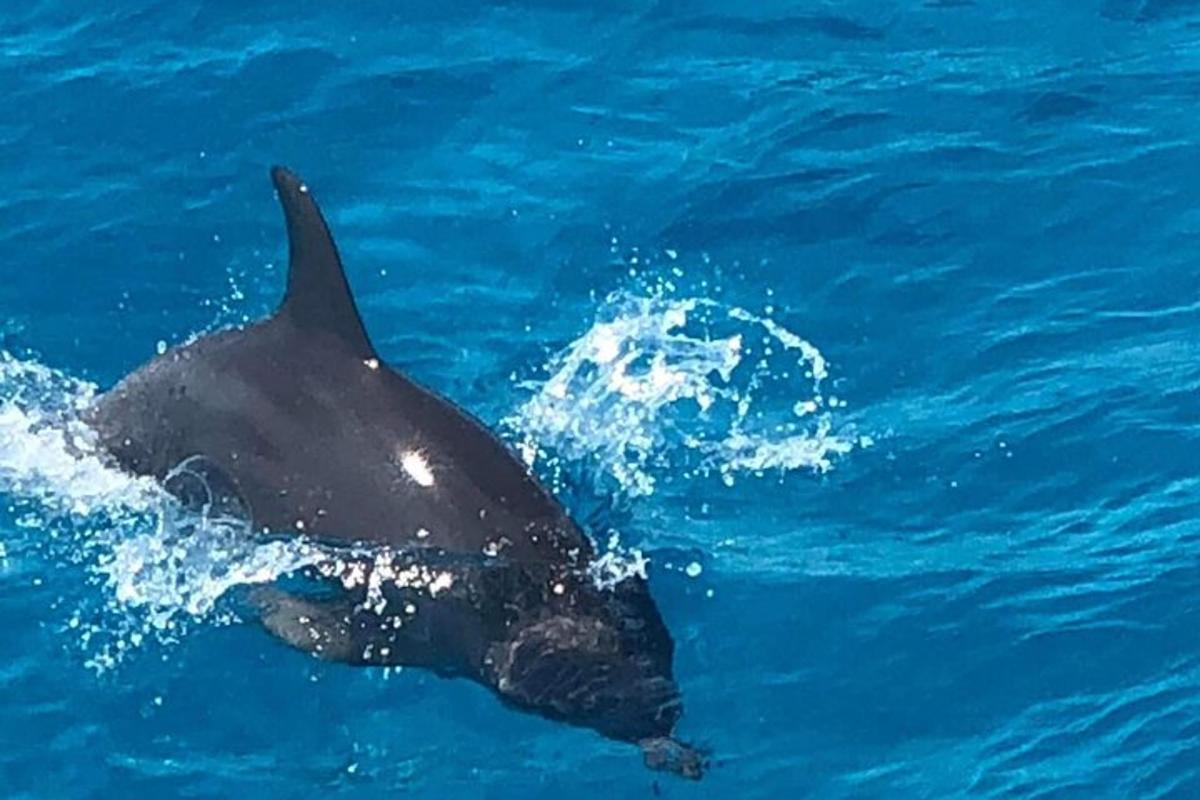 un delfin înotând în apa albastră