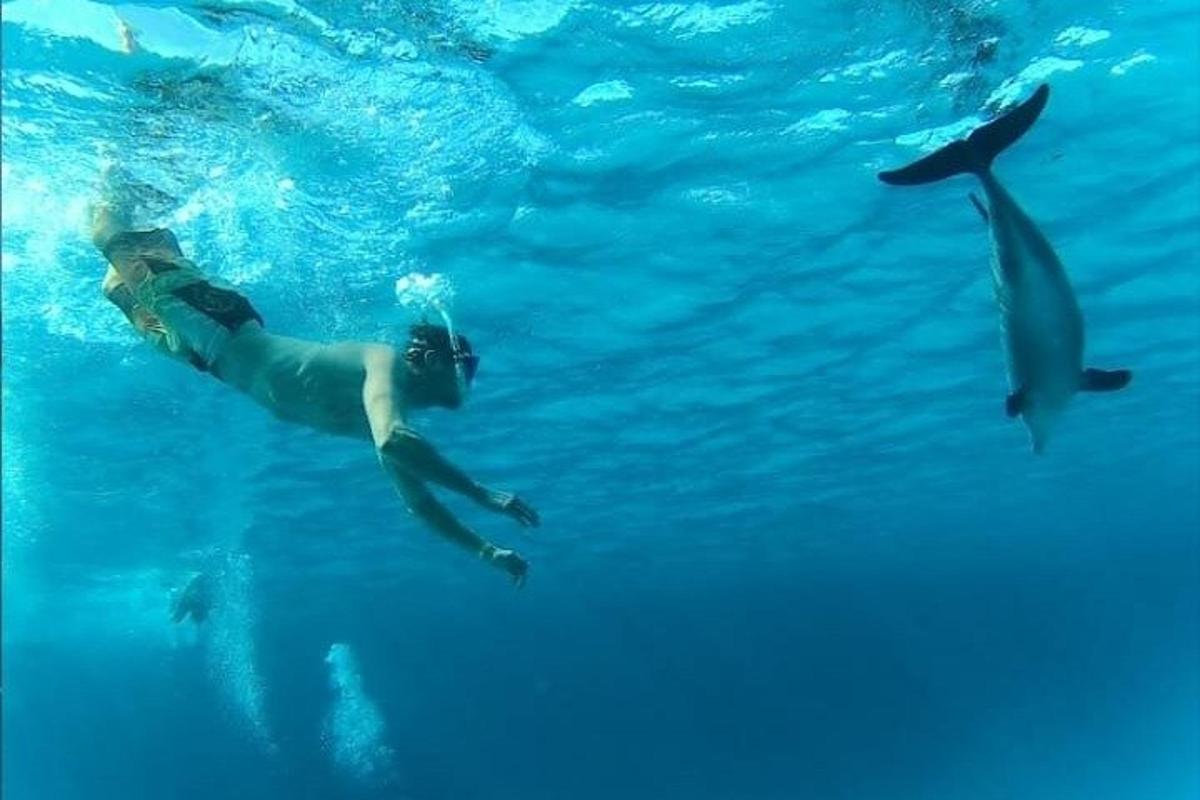 una persona che nuota nell'acqua con i delfini