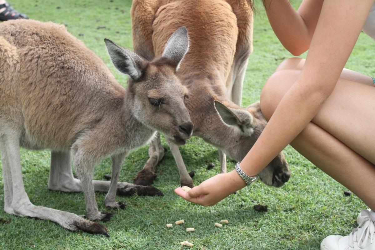 女性がカンガルーに餌を与えている