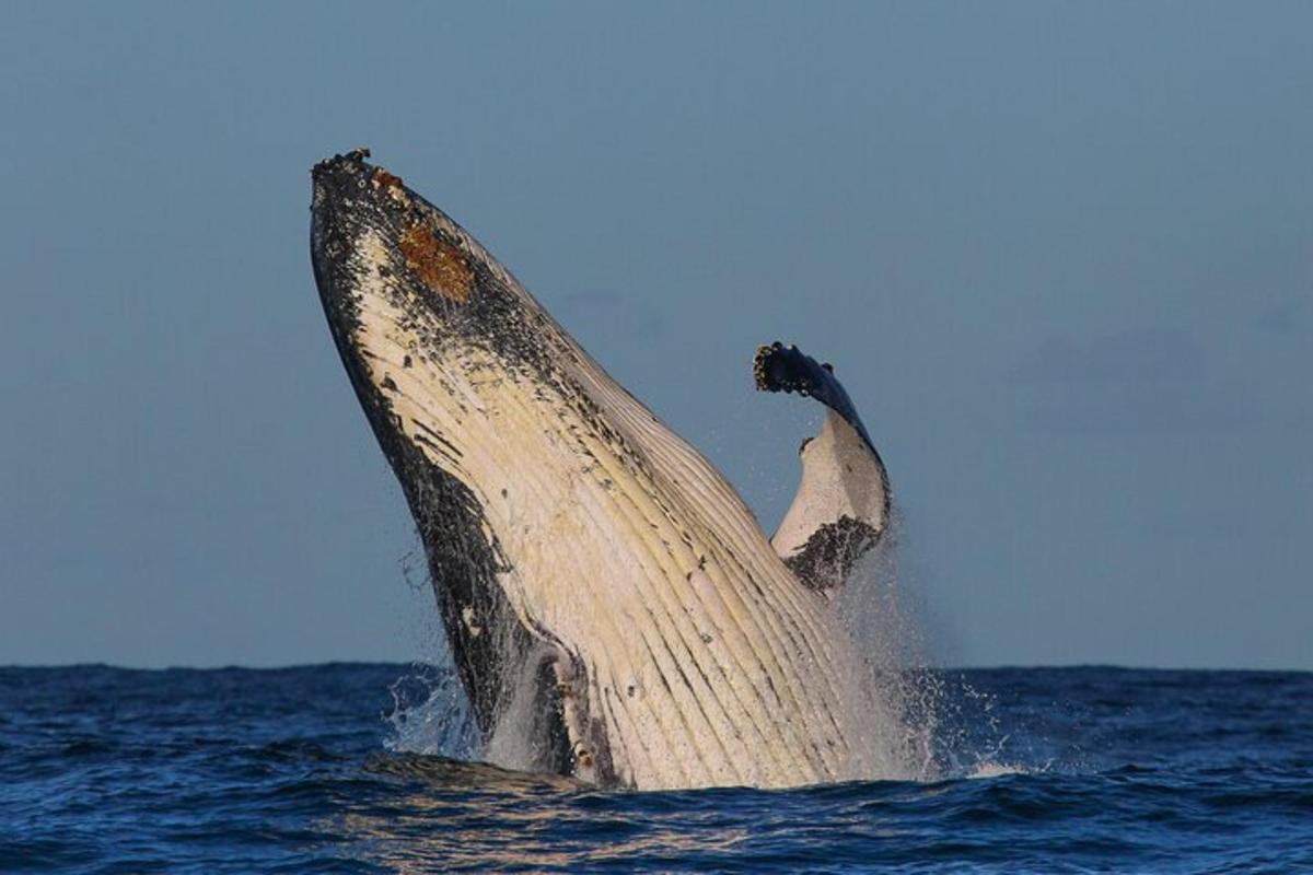een bultrugwalvis die uit het water springt
