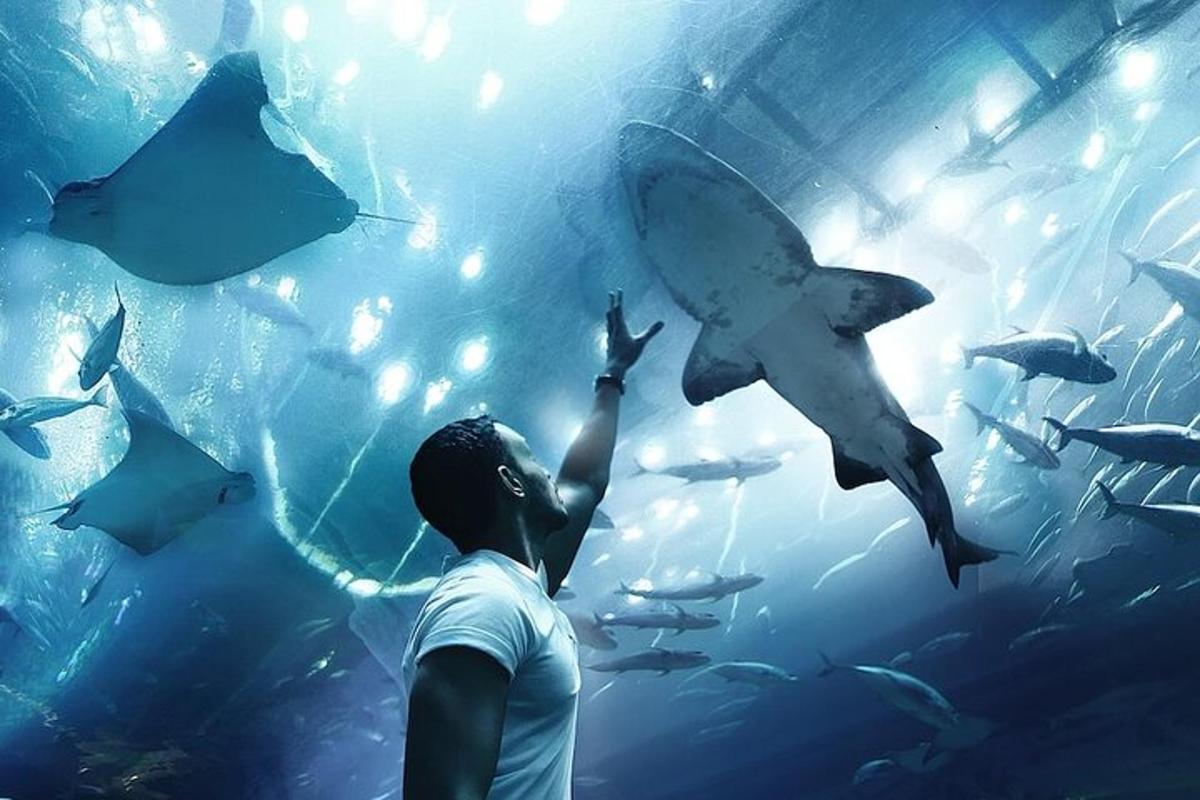 un uomo sta guardando i pesci in un acquario