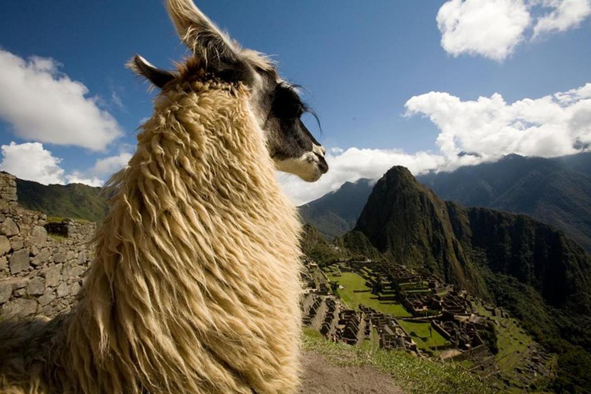 lama stojící na vrcholu hory
