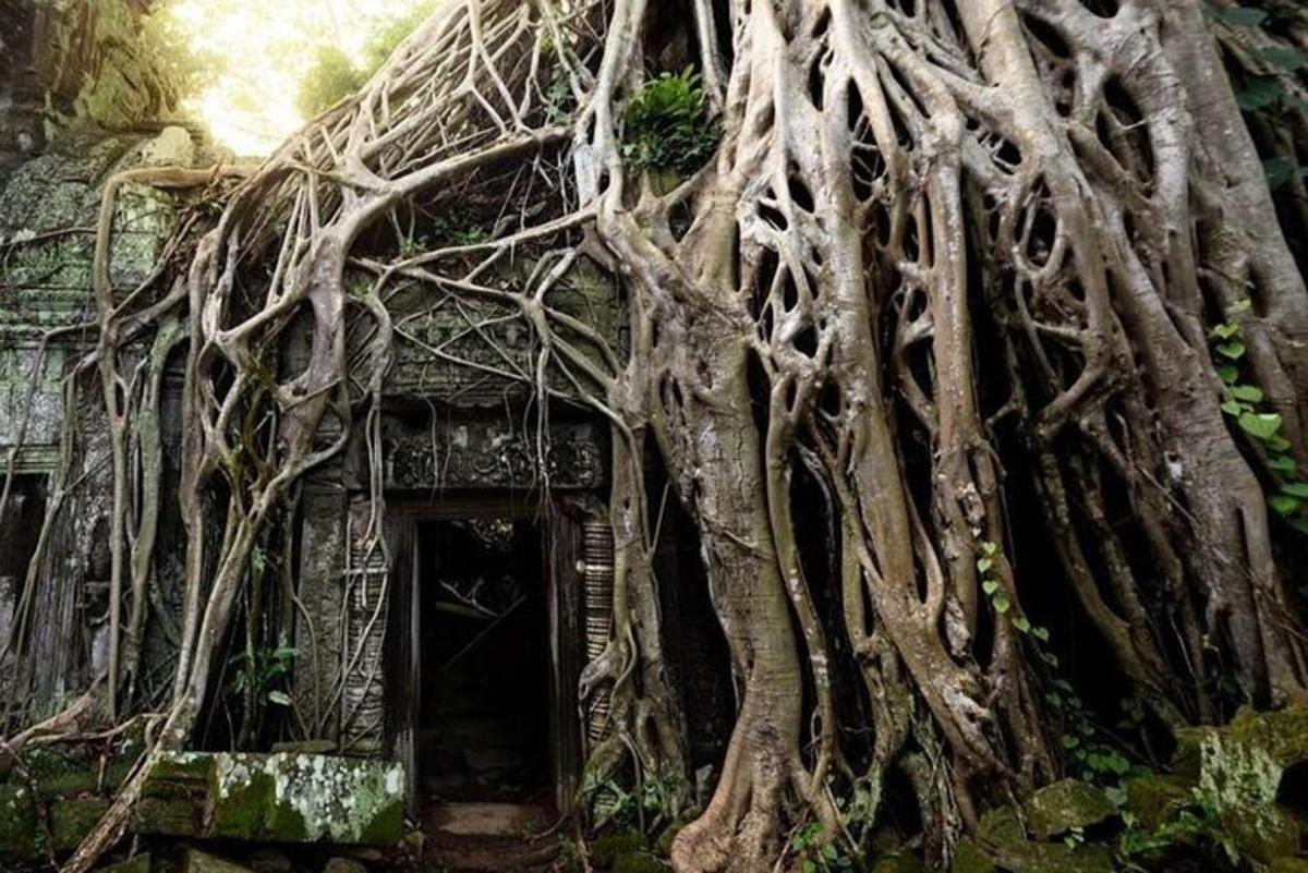 bangunan lama dengan akar pokok tumbuh di sekelilingnya