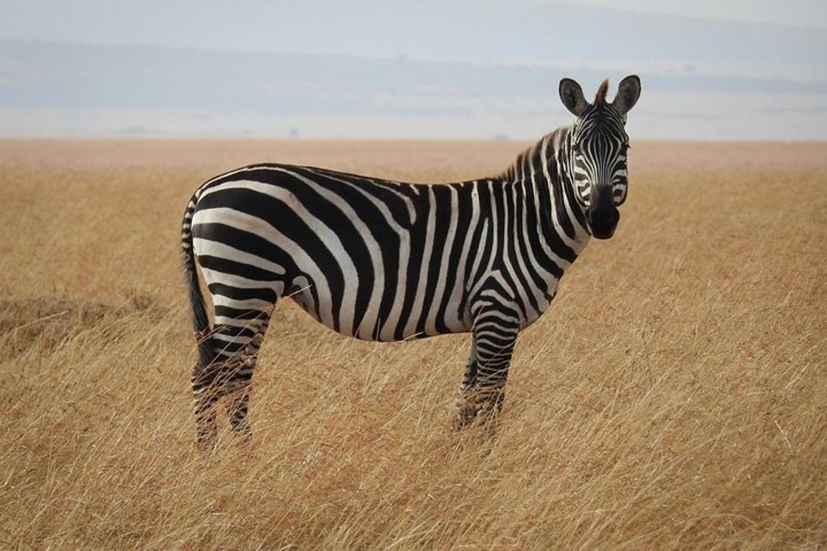 una zebra dempeus en un camp d'herba alta