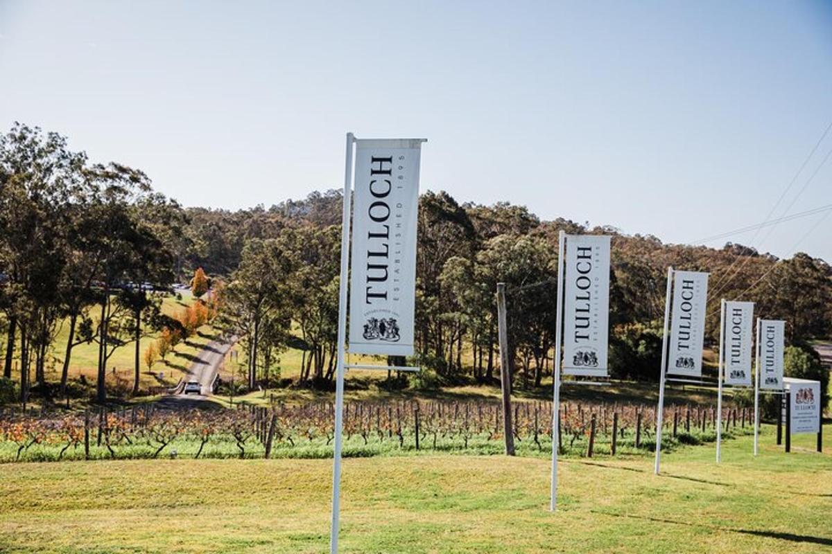 a row of signs in a field with trees