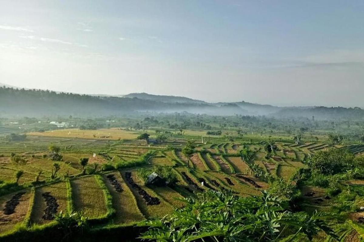 a view of a farm field with mist in the background