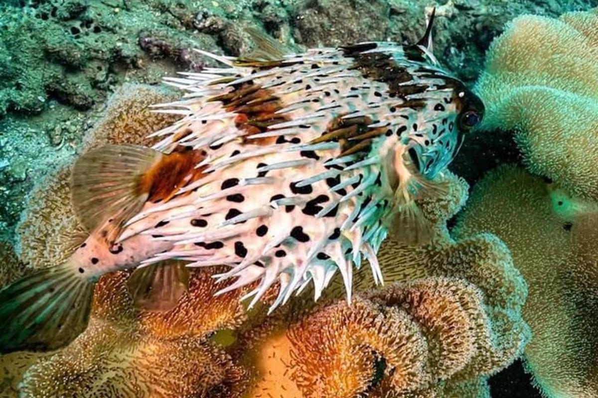 ryba plavající v oceánu vedle korálů