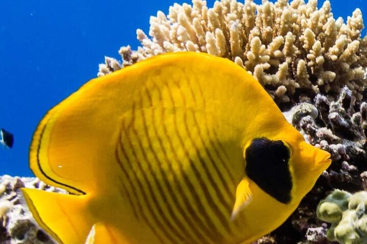 um peixe amarelo em frente a um recife de coral