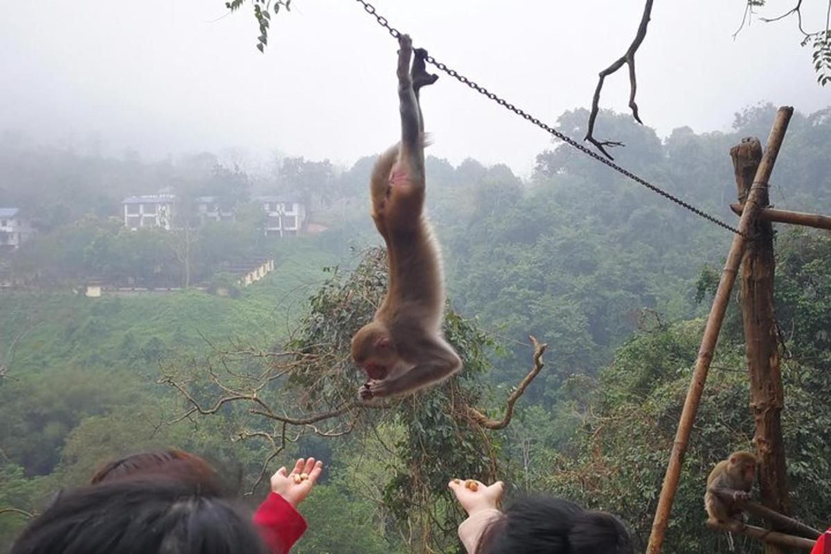 a monkey hanging from a rope with people watching