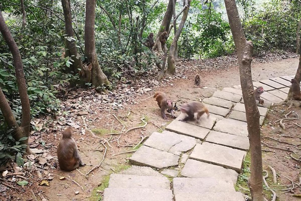 sekumpulan monyet duduk di atas laluan di dalam hutan