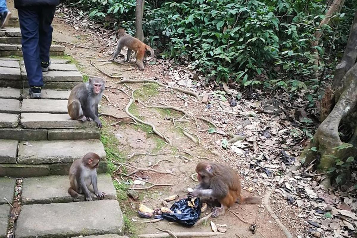 sekumpulan monyet duduk di tepi jalan