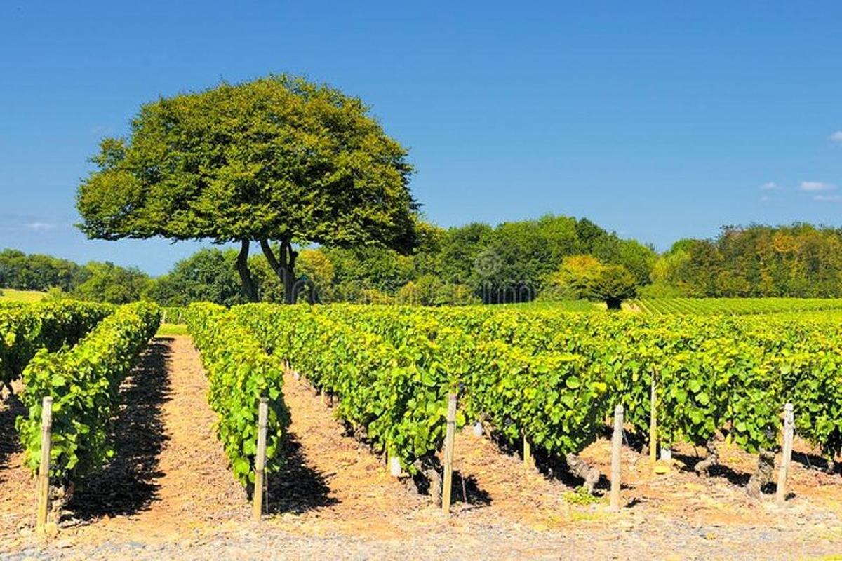 a field of vines with a tree in the background