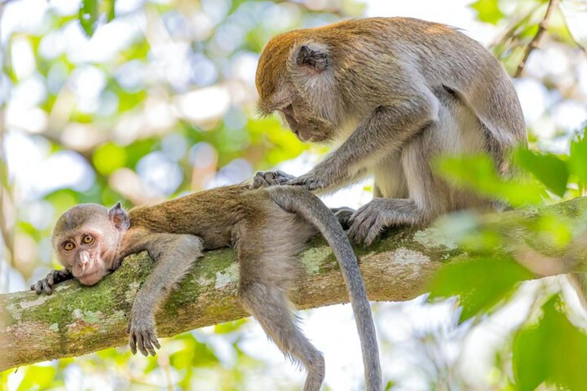 dos micos asseguts en una branca d'arbre