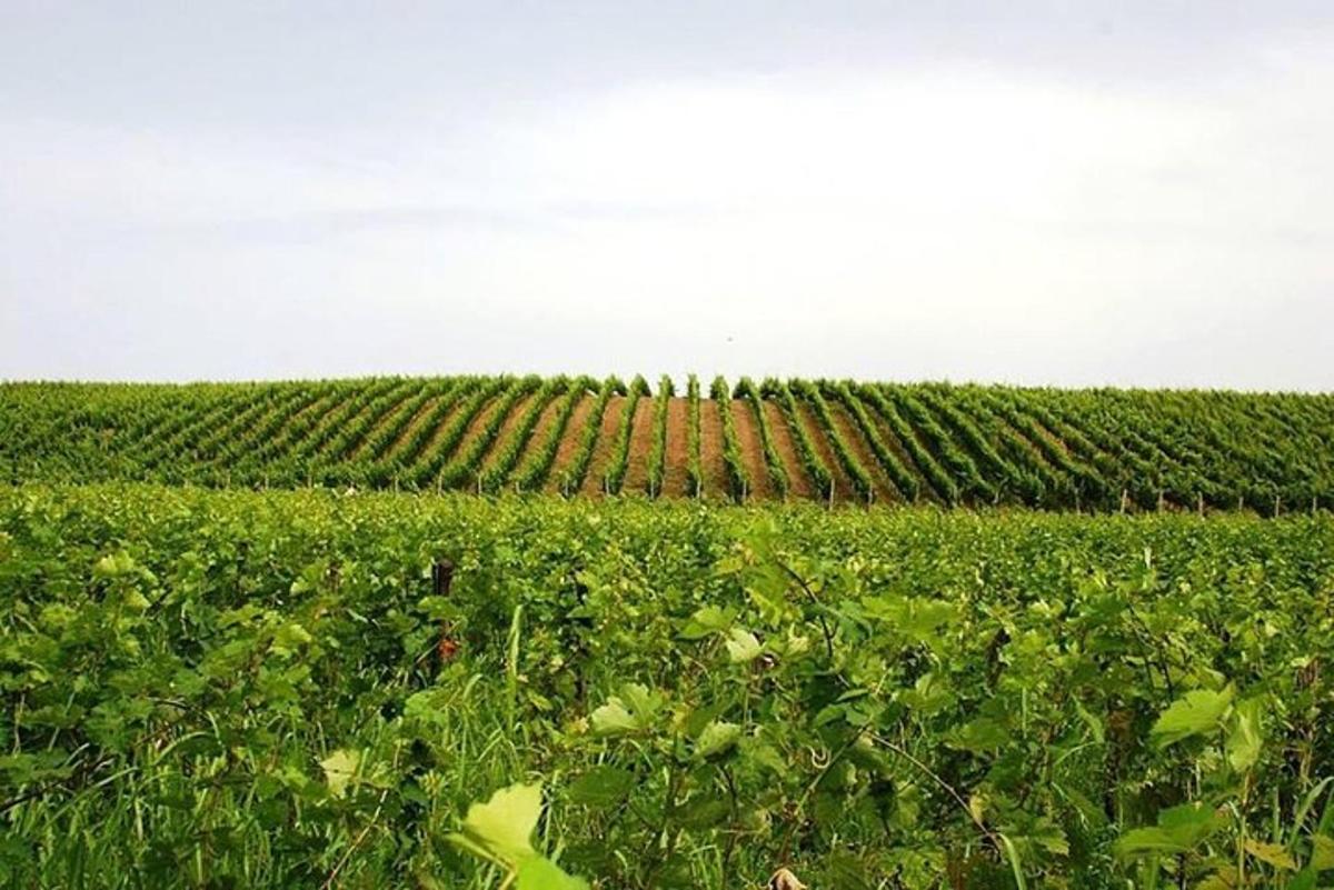 ein Feld mit grünen Feldfrüchten und einer Reihe von Pflanzen