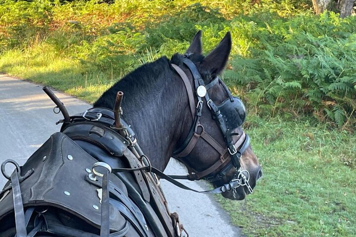 a horse is tied to the side of a road