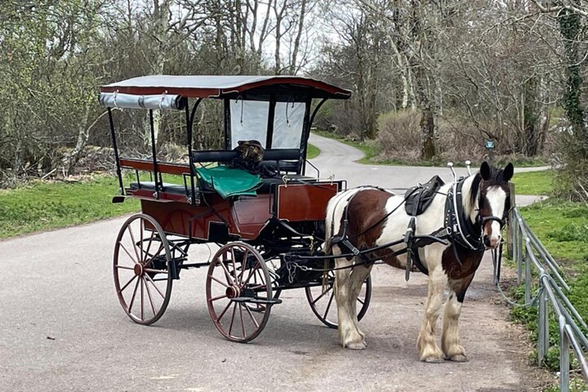 a horse pulling a carriage with a dog in it