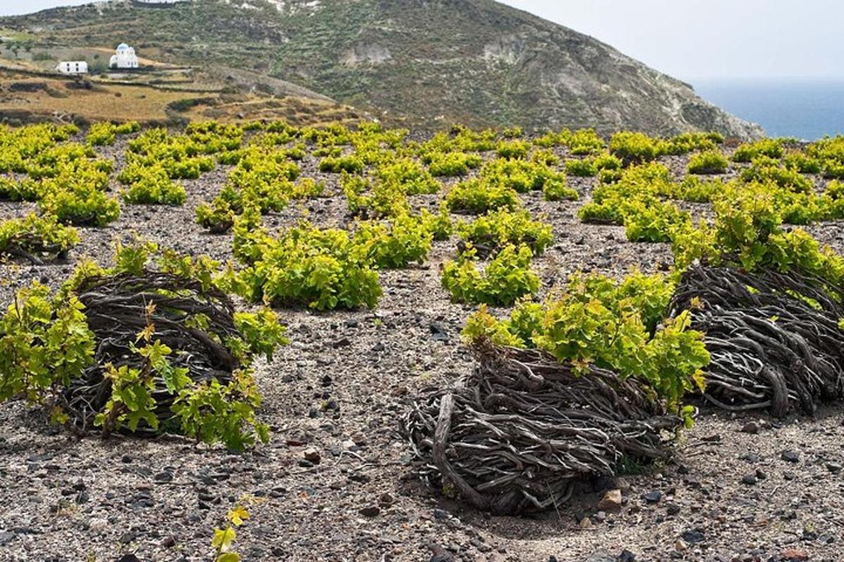 حقل من النباتات على جانب الجبل