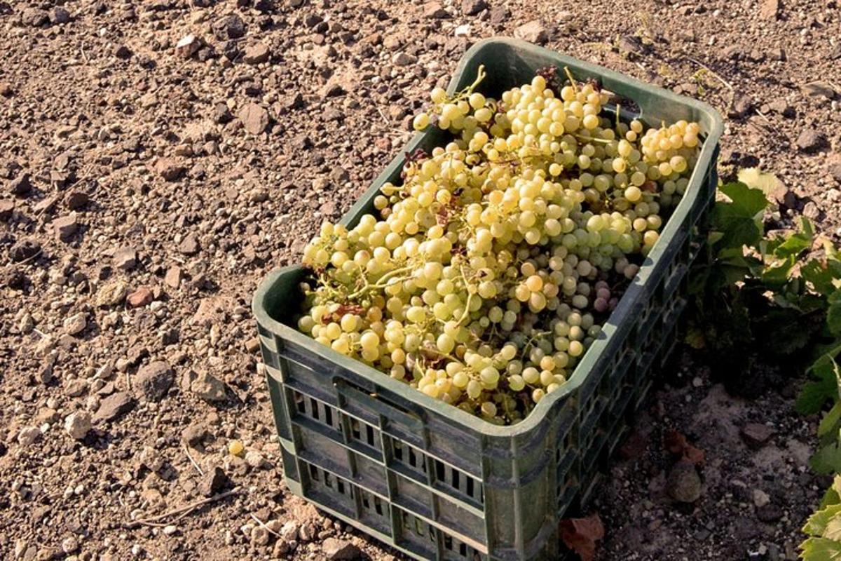 un cesto d'uva appoggiato a terra