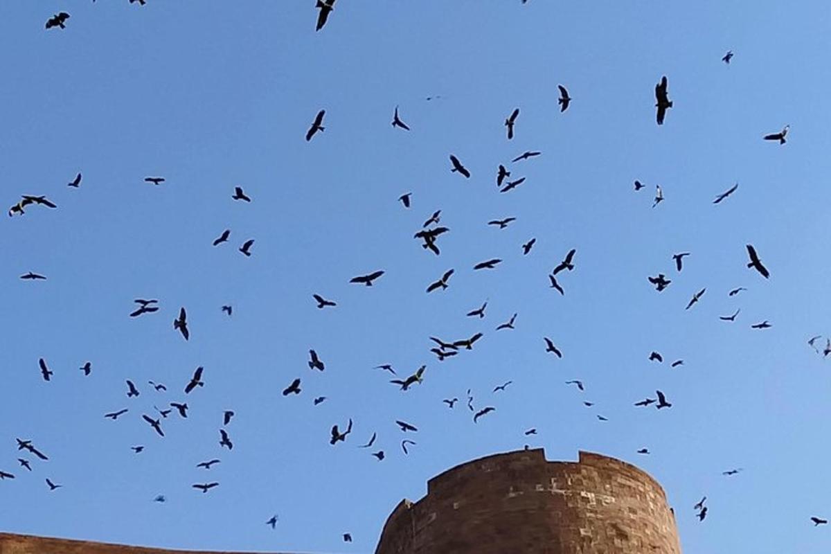 a flock of birds flying in the sky