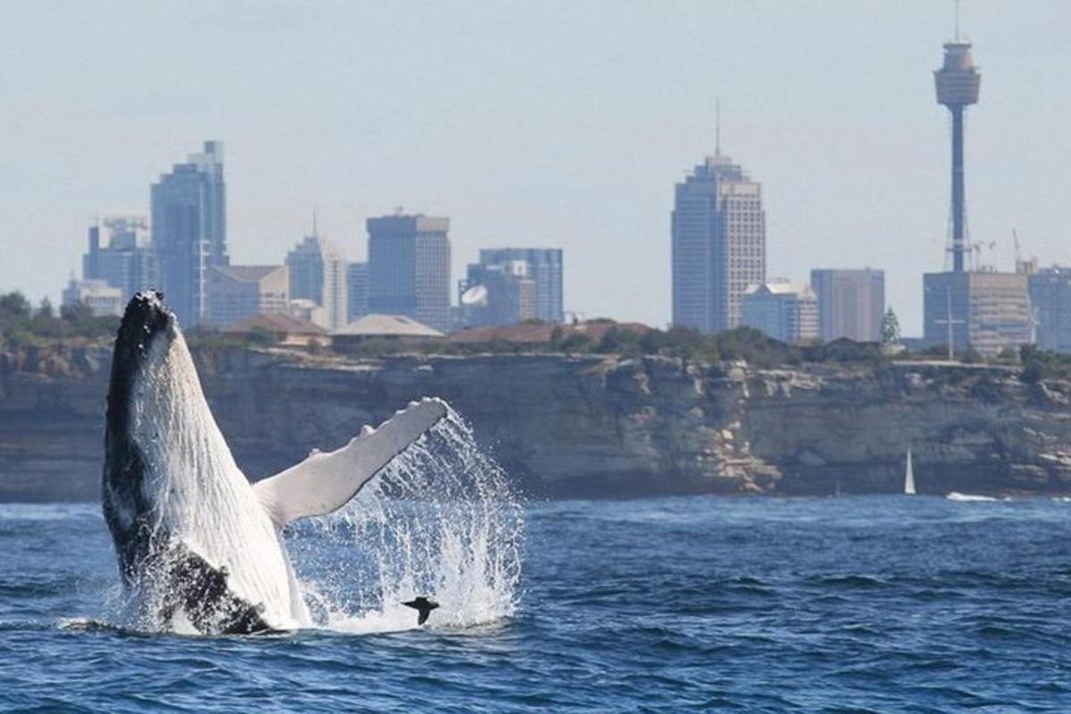 una balena nell'acqua con una città sullo sfondo