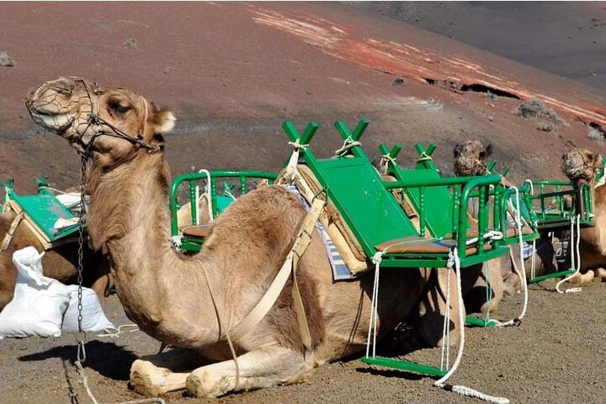 Un camello tumbado en la playa con una mesa y sillas.