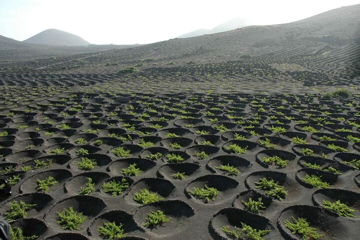 una vista aérea de un campo de plantas