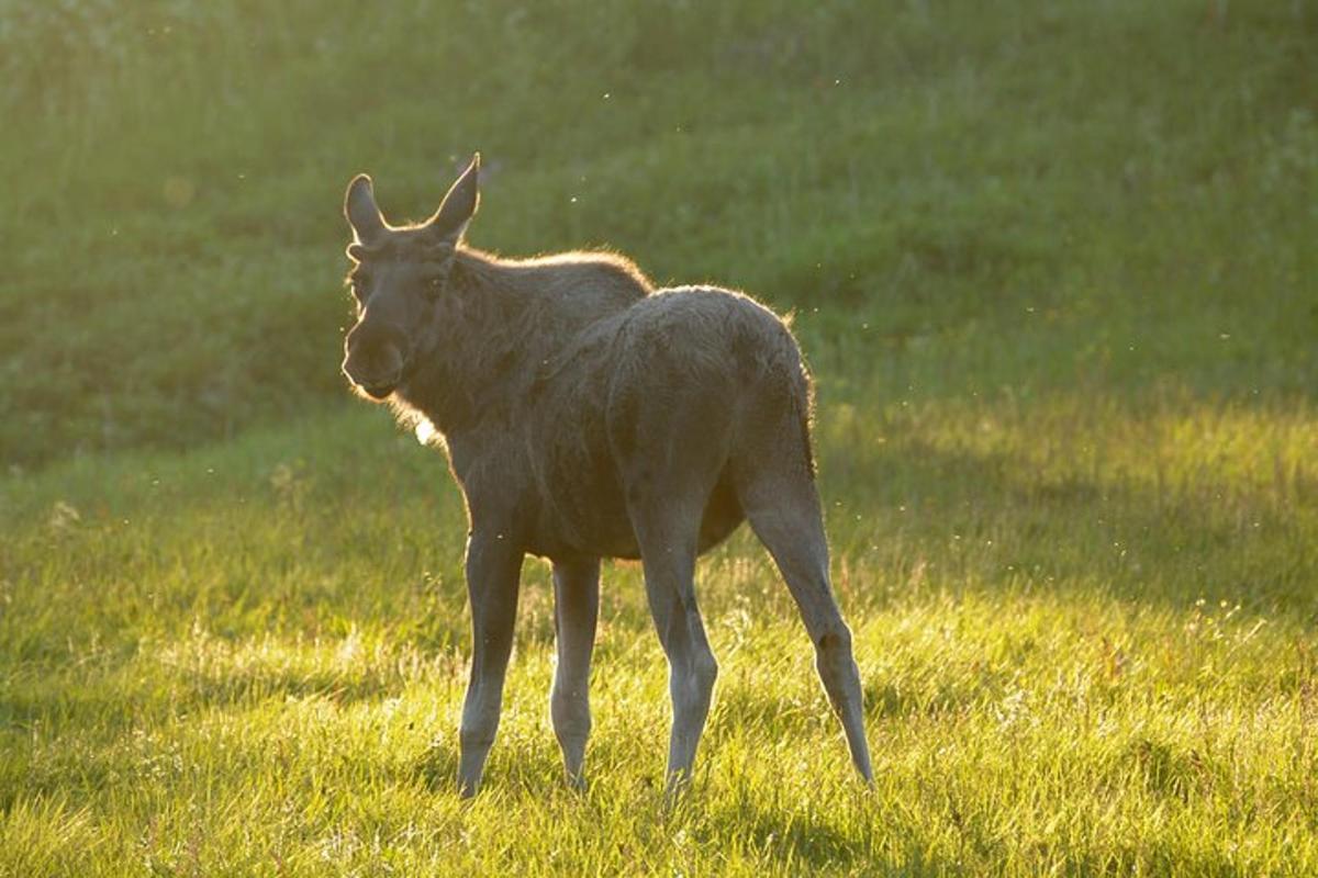 a ram standing in a field of grass