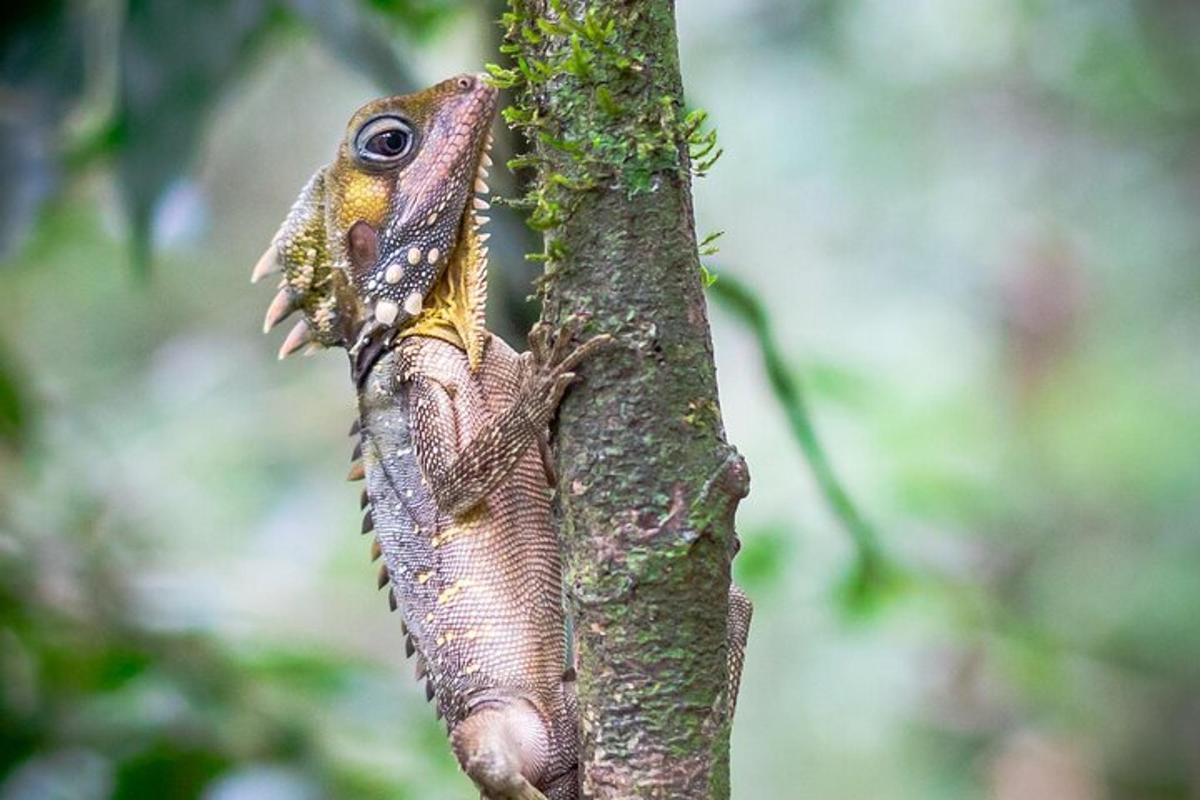 a lizard is sitting on a tree branch