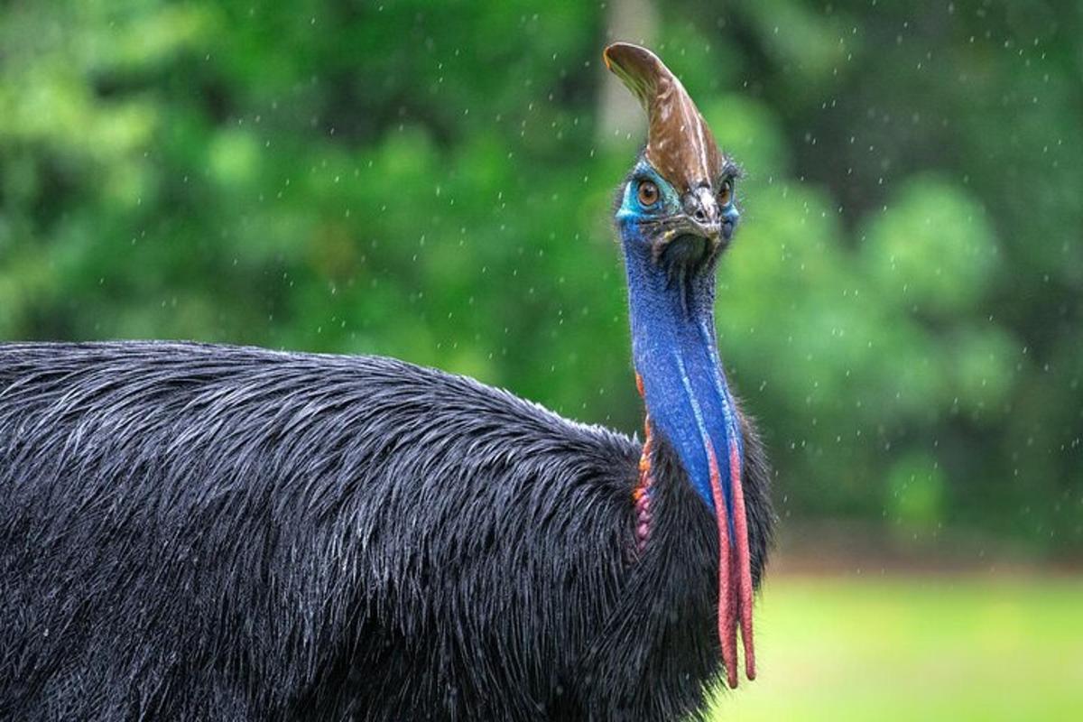 a close up of a peacock in the rain
