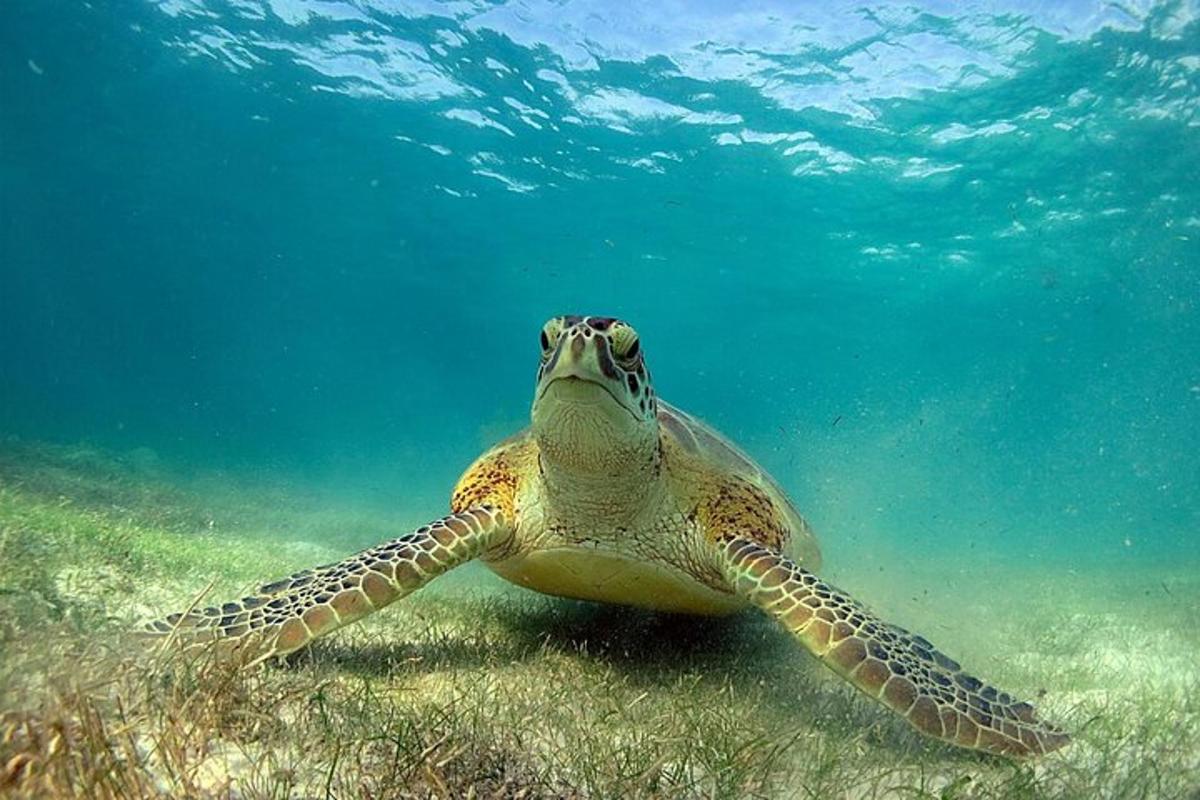 una tortuga verda nedant a l'aigua
