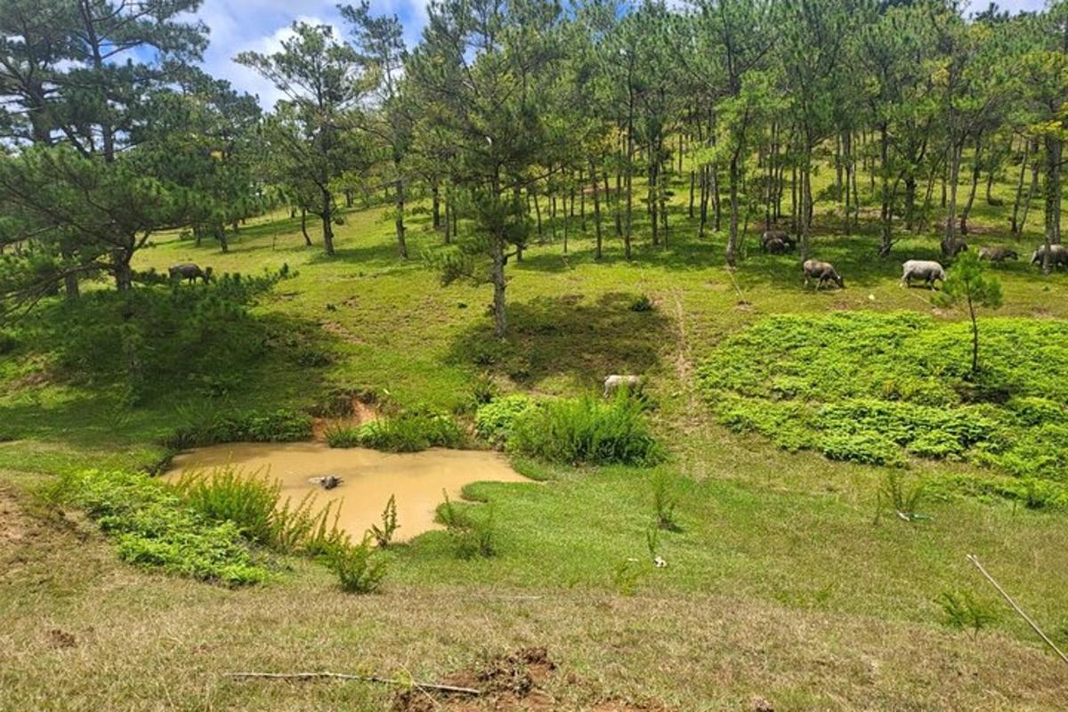 a group of animals grazing in a field with trees