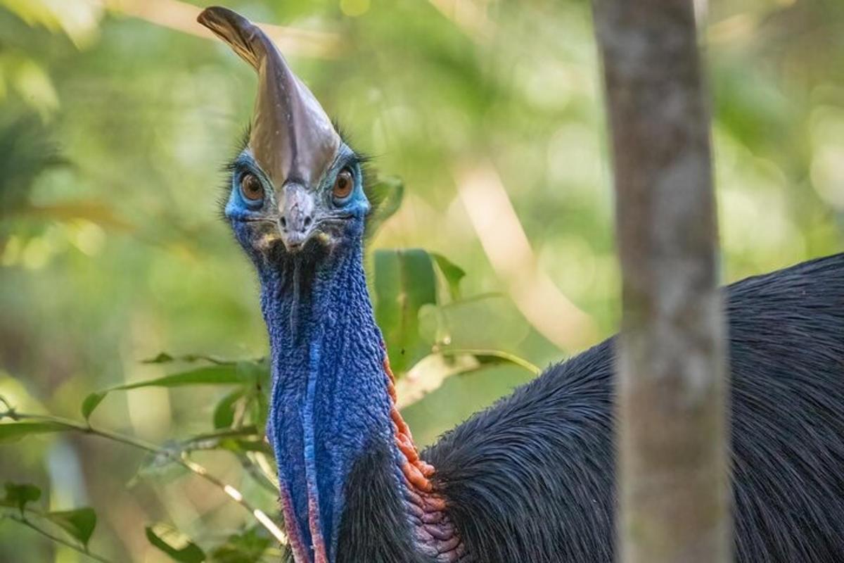 a peacock with its head up in a tree