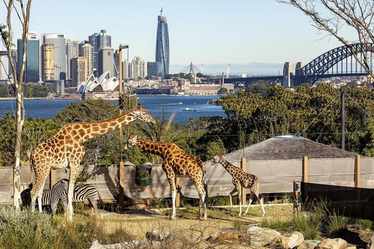 three giraffes and three zebras in a zoo with a city