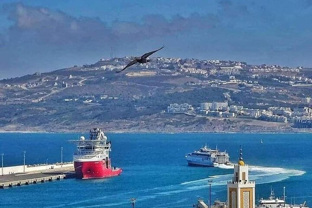 птица која лети изнад океана са крузером