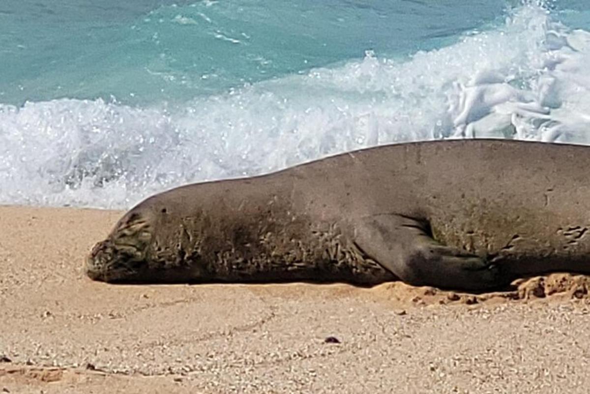 foka leżąca na plaży w pobliżu oceanu