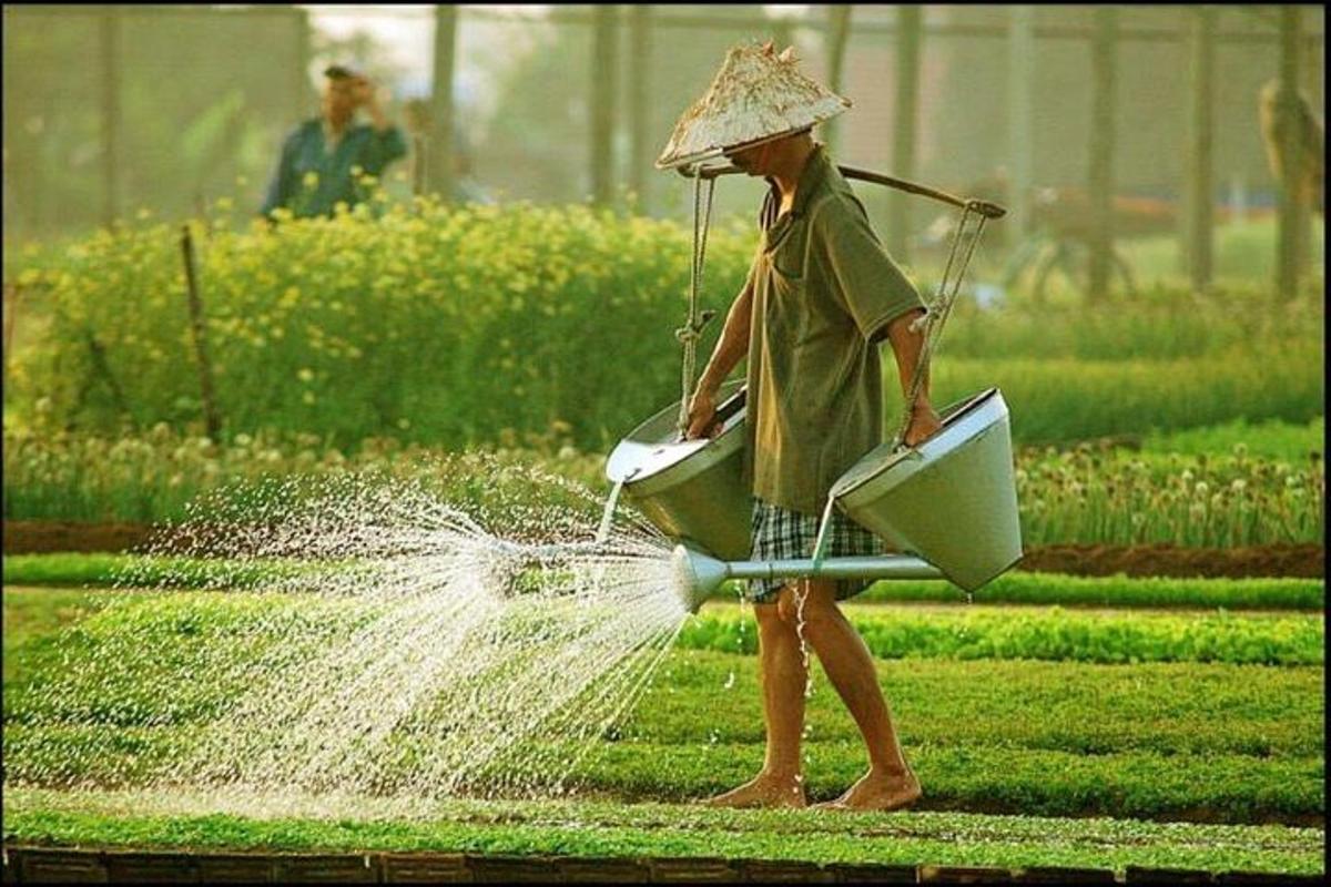 una donna che annaffia l'erba con un tubo dell'acqua
