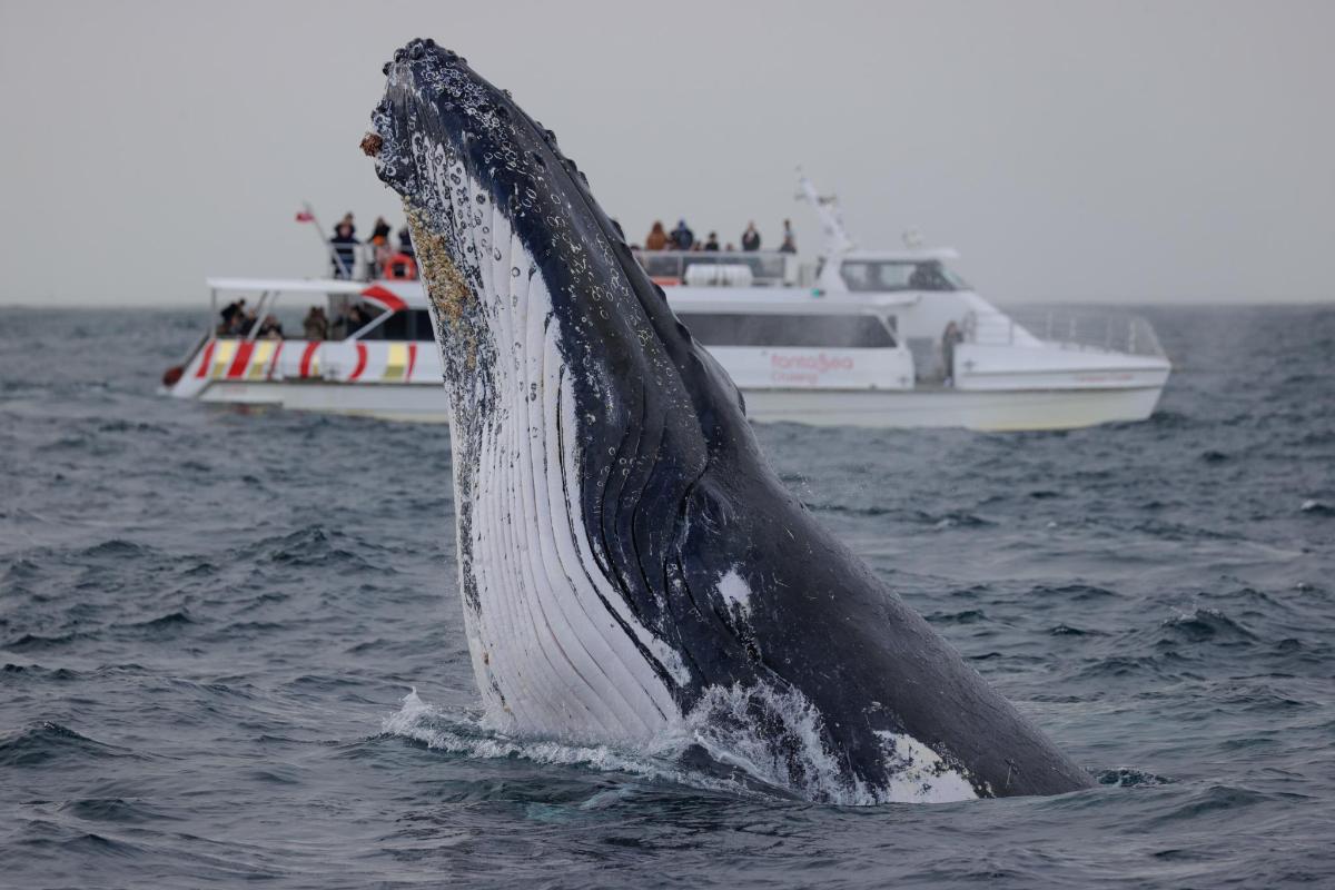 a whale jumping out of the water with a boat
