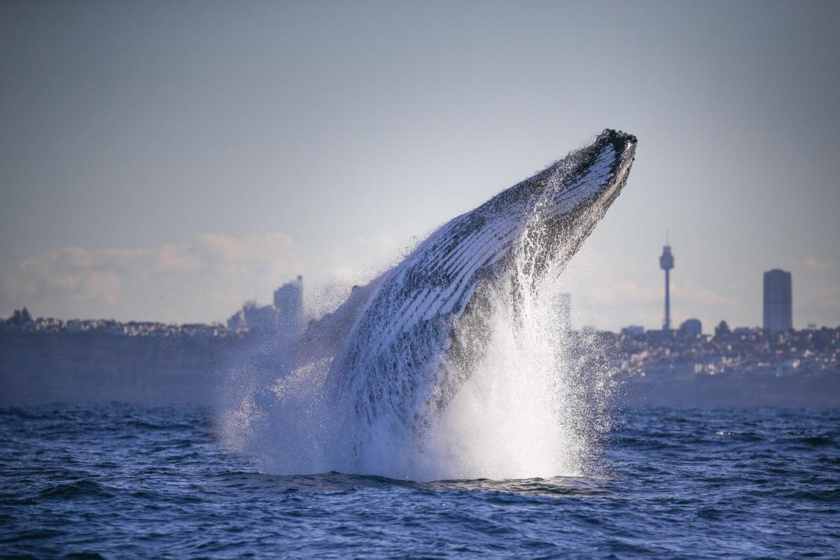 a dolphin jumping out of the water